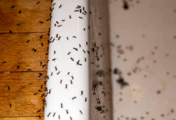 Wasp Removal Services in South Huntington, NY
