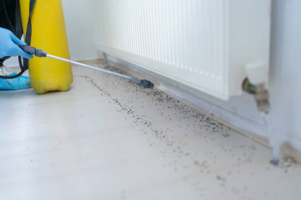 Best Rat Extermination Near Me  in South Huntington, NY